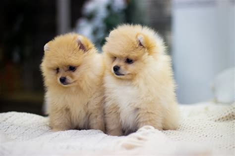 What Are Cute Small Dogs