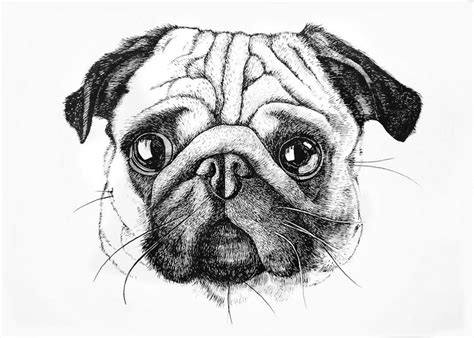 Pug Outline Drawing at PaintingValley.com | Explore collection of Pug Outline Drawing