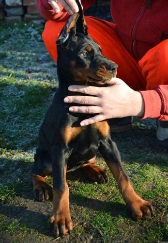 Doberman Pinscher Puppy for Sale - Adoption, Rescue for Sale in Roanoke, Virginia Classified ...