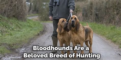 Bloodhound Spiritual Meaning, Symbolism and Totem | Explained