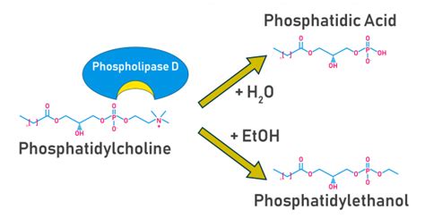 Phosphatidylethanol: A biomarker of alcohol consumption - Echelon Biosciences