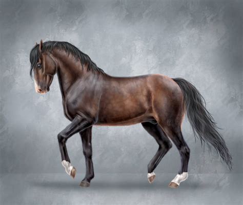 Dark bay horse by Koekeldoedeltje on DeviantArt