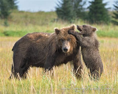 Grizzly Bear Cubs Playing