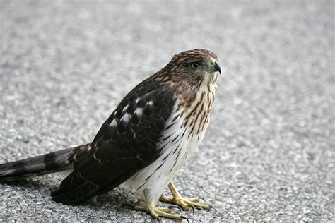 Ohio Bird Photo Collection: Juvenile Cooper's Hawk