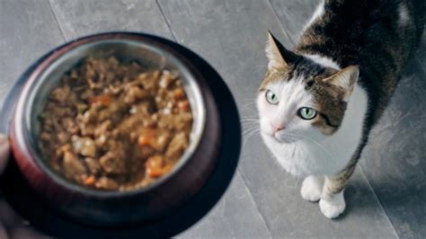 Organic Cat Food: Is It Better? | PetMD