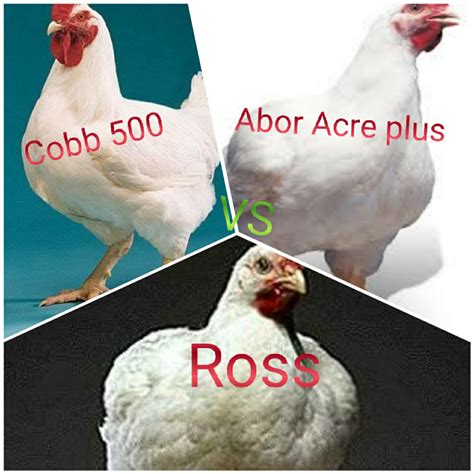 Best Broiler Chicken Breeds at Mike Davis blog