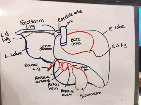 Liver anatomy for ultrasound | Liver anatomy, Ultrasound physics, Medical ultrasound