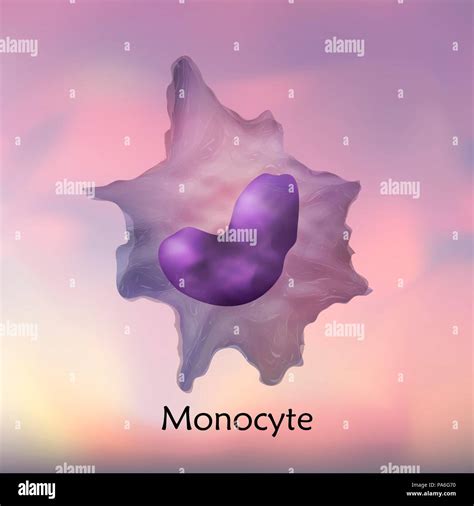 Monocyte white blood cell, illustration Stock Photo - Alamy