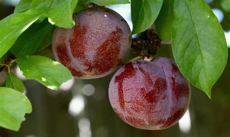 Pluot Tree: Delicious Interspecific Hybrids - Epic Gardening