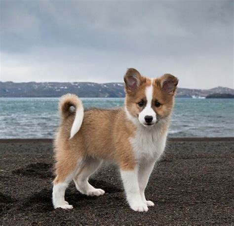 Icelandic shepherd puppy - With love and light