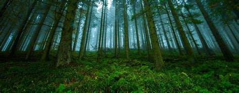 Dual Monitor Forest Wallpapers - Top Free Dual Monitor Forest ...