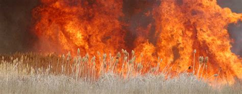 How Fire Has Affected Idaho’s Elk Habitat Past and Future | Rocky Mountain Elk Foundation