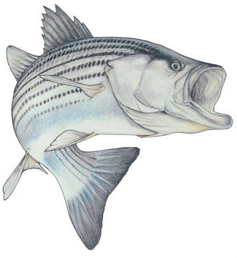 Striped Bass Drawing at GetDrawings | Free download