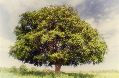 A Mighty Oak Tree In Shropshire England Photograph by Peter Acs