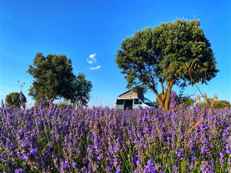 Lavender fields of Brihuega – Ginger Camper