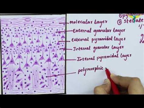 View 16 Cerebral Cortex Histology Diagram - buddyisesz