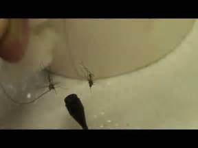 recording mosquito sounds - YouTube