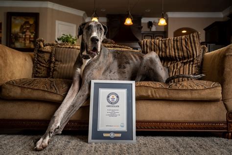 Zeus the Great Dane Is Officially the World’s Tallest Living Dog in the Guinness World Records ...