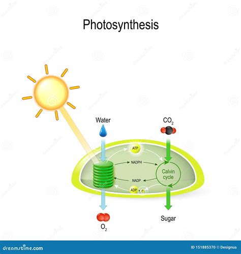 Photosynthesis In Chloroplast Diagram