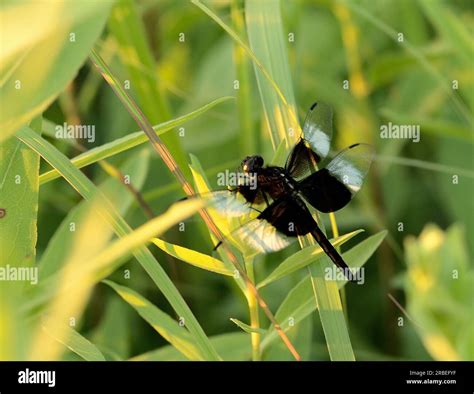 Male Widow Skimmer (Libellula luctuosa) in an Iowa Prairie Stock Photo - Alamy