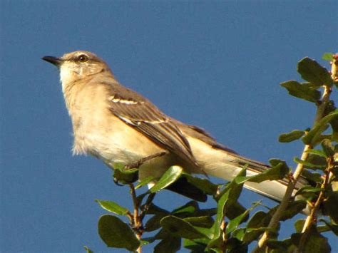 Tennessee Birds: Pictures And Bird Identification Tips