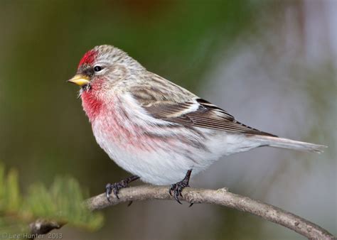 Common Red Poll | Common Redpoll (Carduelis flammea) Male perched on ...