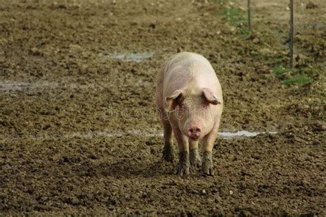 White Pig on pig farm. stock photo. Image of field, pigs - 142446652