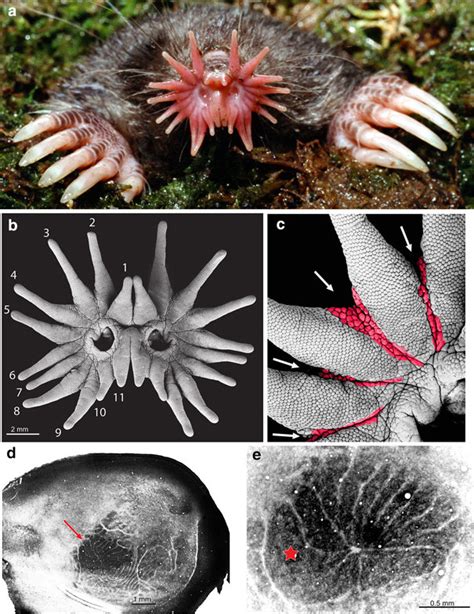 The unusual nose and brain of the star-nosed mole (Condylura cristata).... | Download Scientific ...