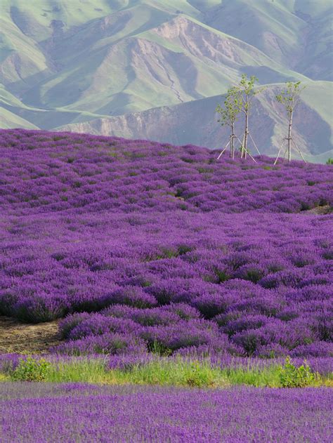 Lavender field near green hills in countryside · Free Stock Photo