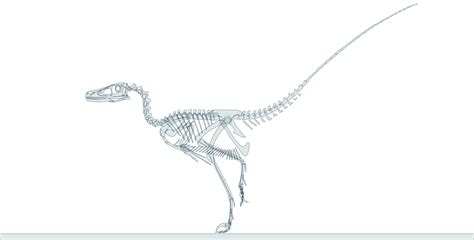 Velociraptor skeleton by oghaki on DeviantArt