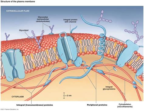 Labeled Diagram Of Plasma Membrane Lovely Antphy 1 Study Guide 2014 15 ...