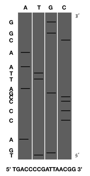 A Step-by-Step Process on How to Read Sanger Sequencing Gel? – Genetic Education