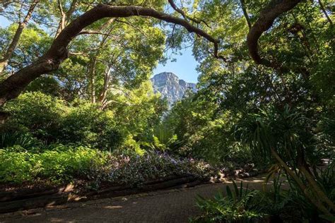 The Kirstenbosch Botanical Gardens: All You Need To Know | Tickets 'n Tour