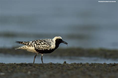 Grey Plover [in breeding plumage] | Grey Plover [in breeding… | Flickr