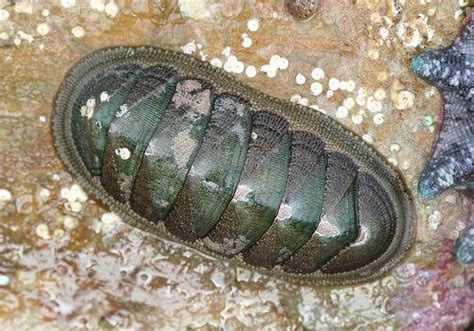 Chiton ~ Everything You Need to Know with Photos | Videos