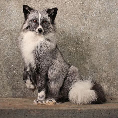 Marble Fox. LOVE this coat color. It's gorgeous. | Animals wild, Pet ...