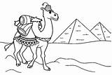 40  Camel Coloring Pages Free Printable PDF JPG PNG & Online sketch template