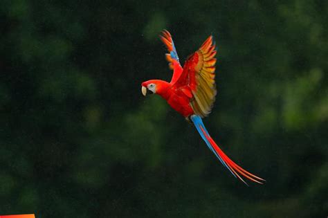 Spectacular view of Scarlet macaw in flight