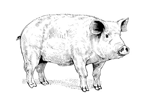 Premium Vector | Farm pig sketch hand drawn side view farming vector ...