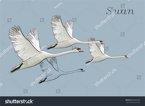 29,837 Flying Swan Images, Stock Photos & Vectors | Shutterstock