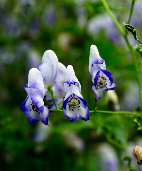 21 Beautiful Deadly Flowers and Poisonous Plants