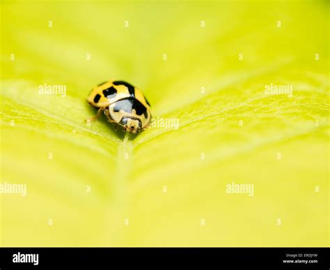 Yellow Ladybug Macro On Leaf Stock Photo - Alamy