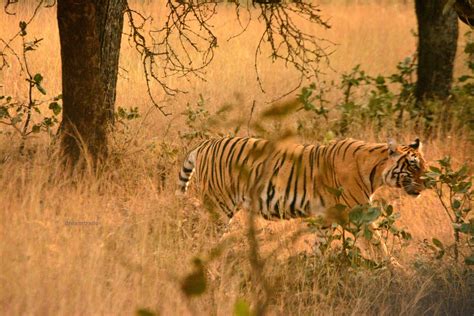 Ranthambore National Park – dreamtrails