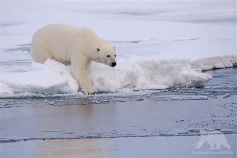 Spitsbergen - Fascination Wildlife