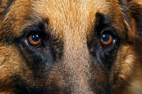 Close Up Of German Shepherd Dog Eyes Stock Photos - Image: 22758913