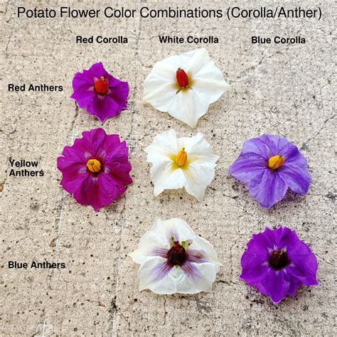 What Potato Flowers Can Tell You About Tuber Color - Cultivariable