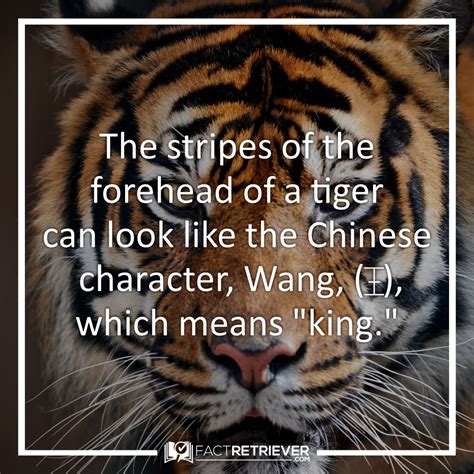 Amazing tiger fact Fun Facts About Tigers, Tiger Facts, Wtf Fun Facts, Baby Tigers, Tiger Cubs ...