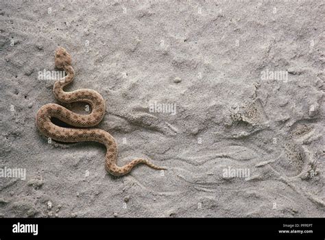 Sand Viper (Vipera ammodytes) moving on sand Stock Photo - Alamy