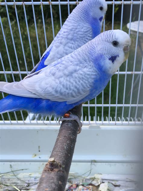 Beautiful blue parakeets! So pretty! | Budgies bird, Pet birds, Cute birds