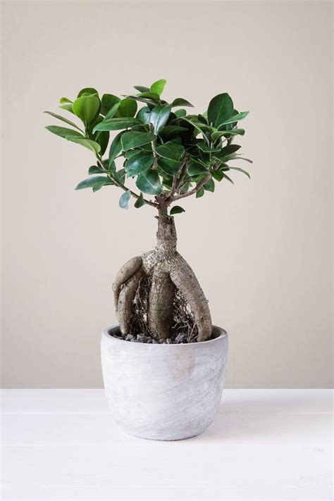 Ginseng Ficus Bonsai Care – Growing Ginseng Ficus As A Bonsai Tree ...